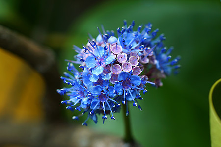 蓝色野生花 麦米西隆稀释蓝云墙纸念日植物群园艺雌蕊草本植物季节玫瑰植物花瓣图片