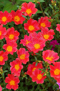 花园的红番茄花朵气候苔藓植物学草本植物叶子玫瑰大花花瓣植物生长图片
