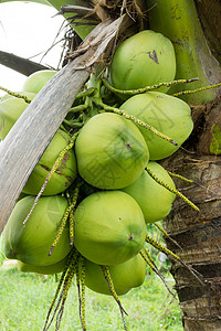 树上一束新鲜椰子绿色水果蓝色雕塑食物木头纪念碑图片