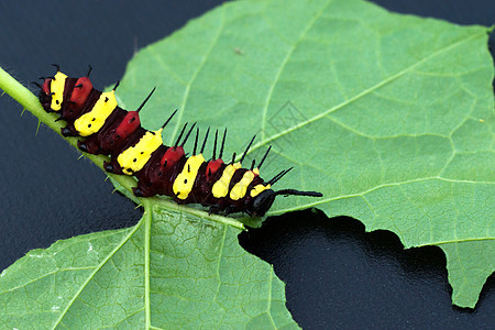 塞索西亚 塞纳环绿色荒野生物野生动物漏洞毛虫动物群草蛉昆虫学蝴蝶图片