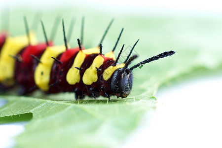 塞索西亚 塞纳环草蛉蝴蝶昆虫生物幼虫宏观小动物动物群昆虫学绿色图片