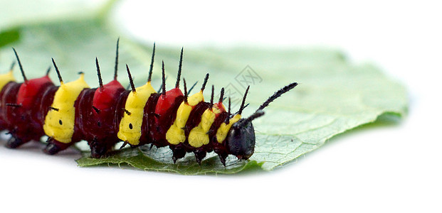 塞索西亚 塞纳环毛虫叶子绿色昆虫荒野昆虫学野生动物生活草蛉宏观图片