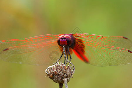 植物园里的飞龙眼睛植物元首沼泽公园叶子昆虫花朵环境翅膀图片