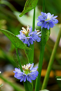 蓝野花季节草本植物花瓣玫瑰念日雌蕊花束植物群花园墙纸图片