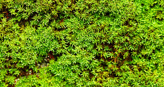 有绿苔树背景的宏观照片苔藓植物草本植物地面叶子土壤绿色图片