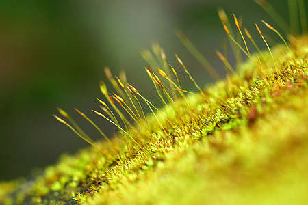 有绿苔树背景的宏观照片叶子地面绿色草本植物植物土壤苔藓图片