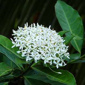 非常香白的花朵 叫做暹罗白色像素植物学树叶植物香水芳香紫色园艺花序季节性宏观图片