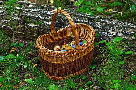 森林里带蘑菇的篮子图片