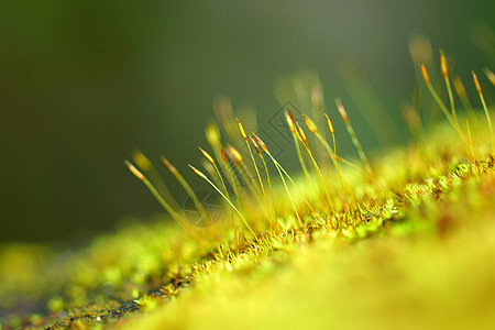 有绿苔树背景的宏观照片地面叶子草本植物植物苔藓绿色土壤图片