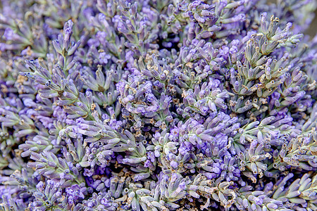 拉瓦德蓝色香水植物群风景草本薰衣草疗法紫色乡村植物图片