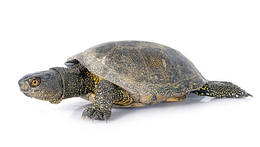 欧洲池塘海龟淡水玻璃野生动物宠物爬虫监狱乌龟工作室容器动物图片