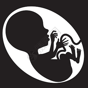 胎儿背影图片