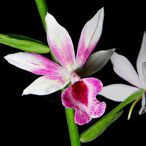 克里普顿石荒野花束花瓣异国花园白色植物学情调植物热带图片