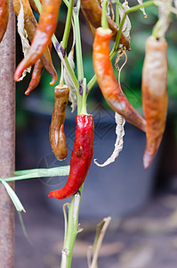 辣椒树枯死蔬菜叶子香料花园红色胡椒食物植物寒冷图片