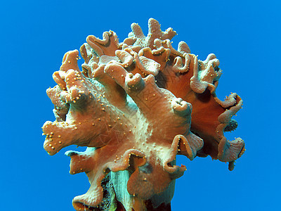 在蓝水背景上与软珊瑚隔离的珊瑚礁;图片