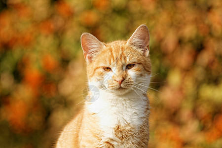 橙色猫动物生物荒野野生动物爪子头发捕食者宠物猫咪胡须图片