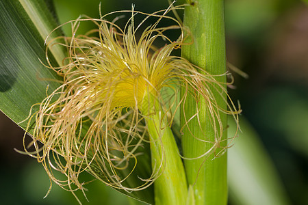 新鲜收获的玉米 特写植物燃料谷物活力食物花园宏观叶子生长生活图片