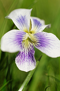 花朵多彩插图叶子花园野生动物植物框架花瓣紫色环境墙纸图片