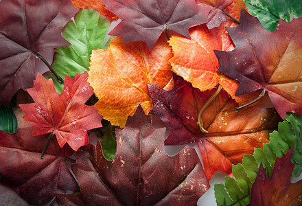 秋叶叶子天气橙子季节性季节树叶红色绿色黄色图片