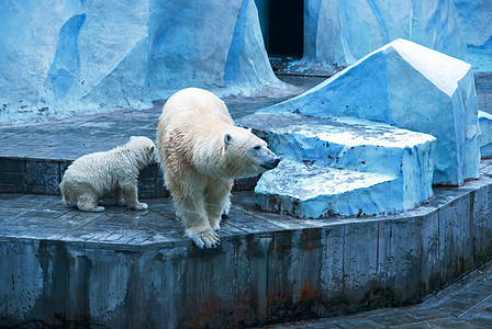 白熊荒野濒危母亲爪子哺乳动物幼兽野生动物孩子们成人食肉图片