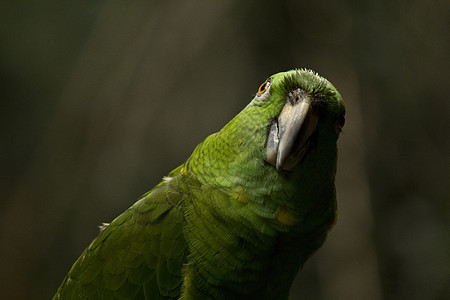 有趣的绿色鹦鹉背景图片