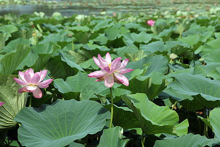 莲花植物池塘美德旋转花园植物学叶子热带花瓣宗教图片