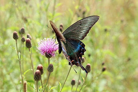 蝴蝶 红花上的黑燕尾晴天翅膀光束宏观橙子花园花瓣草地植物学季节图片