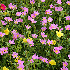 花园里有波图拉卡花朵猪草草本植物苔藓花瓣生长热带玫瑰植物气候大花图片