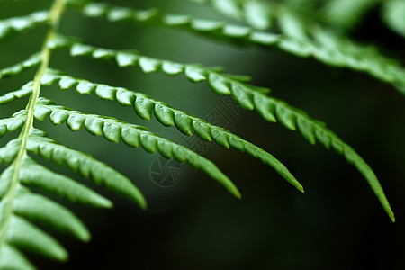 热带森林中的绿色Fern生物学绿色植物花园生长植物学蕨类气候花盆植物群叶子图片