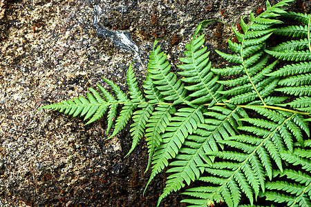 热带森林中的绿色Fern叶子生物学绿色植物荒野蕨类植物群植物生长植物学花园图片