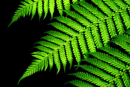 热带森林中的绿色Fern叶子花盆气候生物学植物群荒野蕨类植物绿色植物花园图片