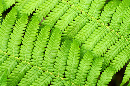热带森林中的绿色Fern花园生长植物群农业叶子绿色植物生物学花盆气候荒野图片
