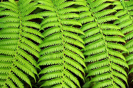 热带森林中的绿色Fern农业绿色植物花园叶子植物学气候植物群荒野蕨类花盆图片