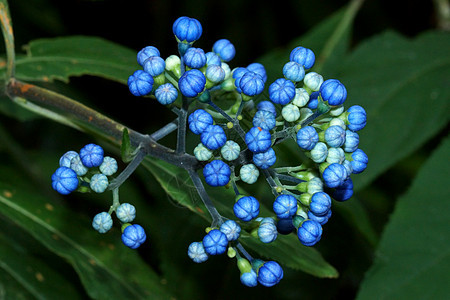 蓝野花季节花束雌蕊花园植物花瓣园艺蓝色墙纸玫瑰图片