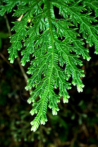 新鲜绿树叶Spike Moss家族蕨类宏观衬套气候活力荒野植物学植物森林花园图片