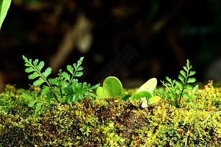 木头和苔宏观皮肤地衣苔藓植物橡木材料松树树木绿色图片