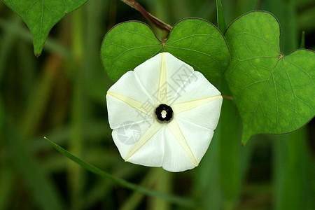 野花季节蓝色植物草本植物玫瑰园艺念日花瓣花园花束图片