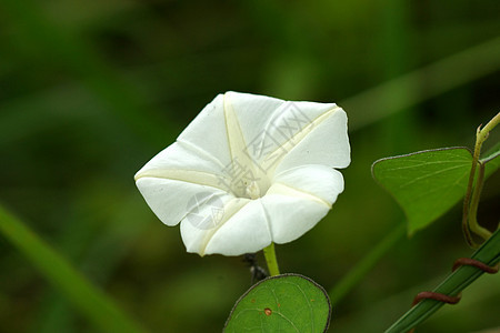 野花念日草本植物花束蓝色季节墙纸玫瑰花园雌蕊花瓣图片