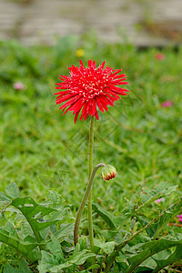 绿色背景的花园红花花束宏观植物组织季节性花瓣植物群季节格柏红色图片