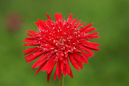 绿色背景的花园红花组织季节性宏观植物花束乐趣雏菊植物群花店格柏图片