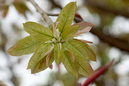 叶子即将开花树林文化植物阳光树叶花园天空森林射线太阳图片