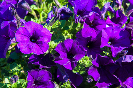 佩蒂娜区系紫色生活植物学环境草地季节花园花瓣场地图片