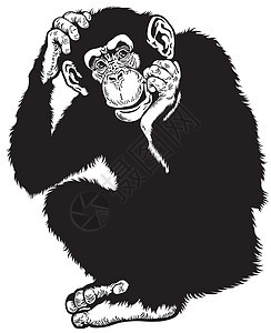 黑猩猩黑白色生物哺乳动物丛林灵长类脊椎动物动物群动物荒野野生动物猿猴图片