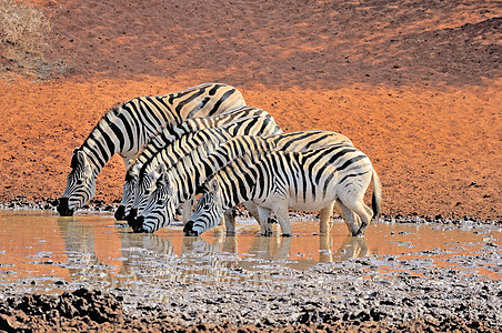 Zebras 饮用水动物群水坑哺乳动物荒野动物白色野生动物红色黑色图片