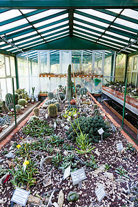 Cactus 温室农场情调栽培热带灌溉园艺种植园植物异国农业图片