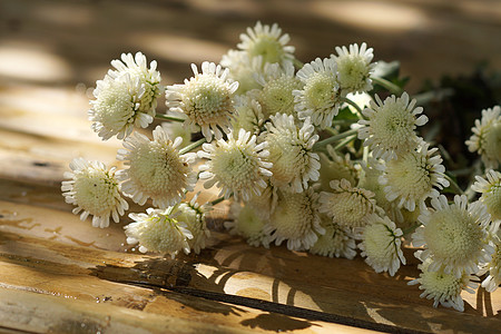 竹地板上的菊花绿色花瓣红色紫色框架美丽白色植物学粉色雏菊图片