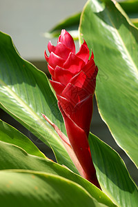 美丽的热带热带红姜花园艺丛林单子植被花瓣异国植物叶子情调生长图片