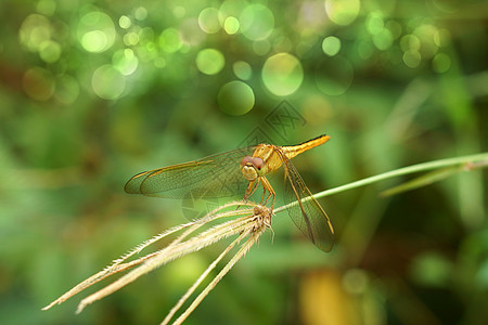 草地上的黄叶子眼睛环境生活飞行谷物场景沼泽蜻蜓公园图片