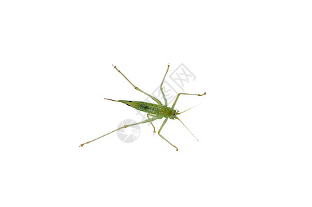 从下面的Aufnahem料斗蝗虫害虫探测昆虫动物体绿色怪物动物天线图片