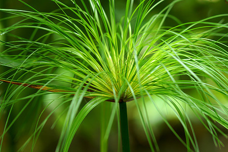 埃及papyrus叶子草本植物团体情调植物花园莎草沼泽芦苇热带图片